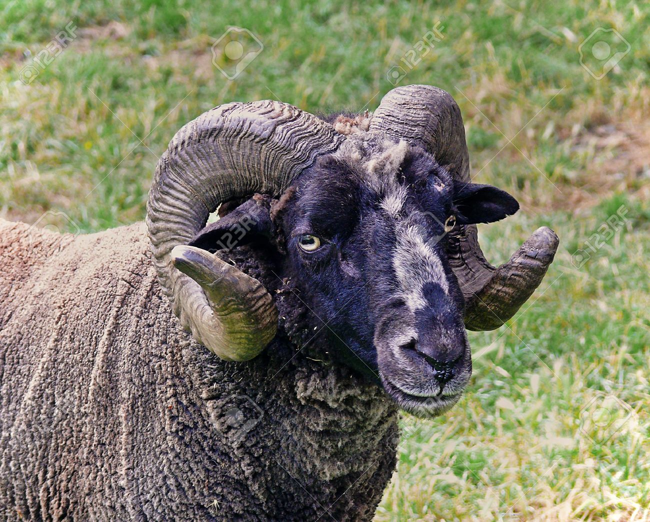 くるくる巻き角！ 羊（メリノ種）巻角（Lサイズ）スカルホーン B