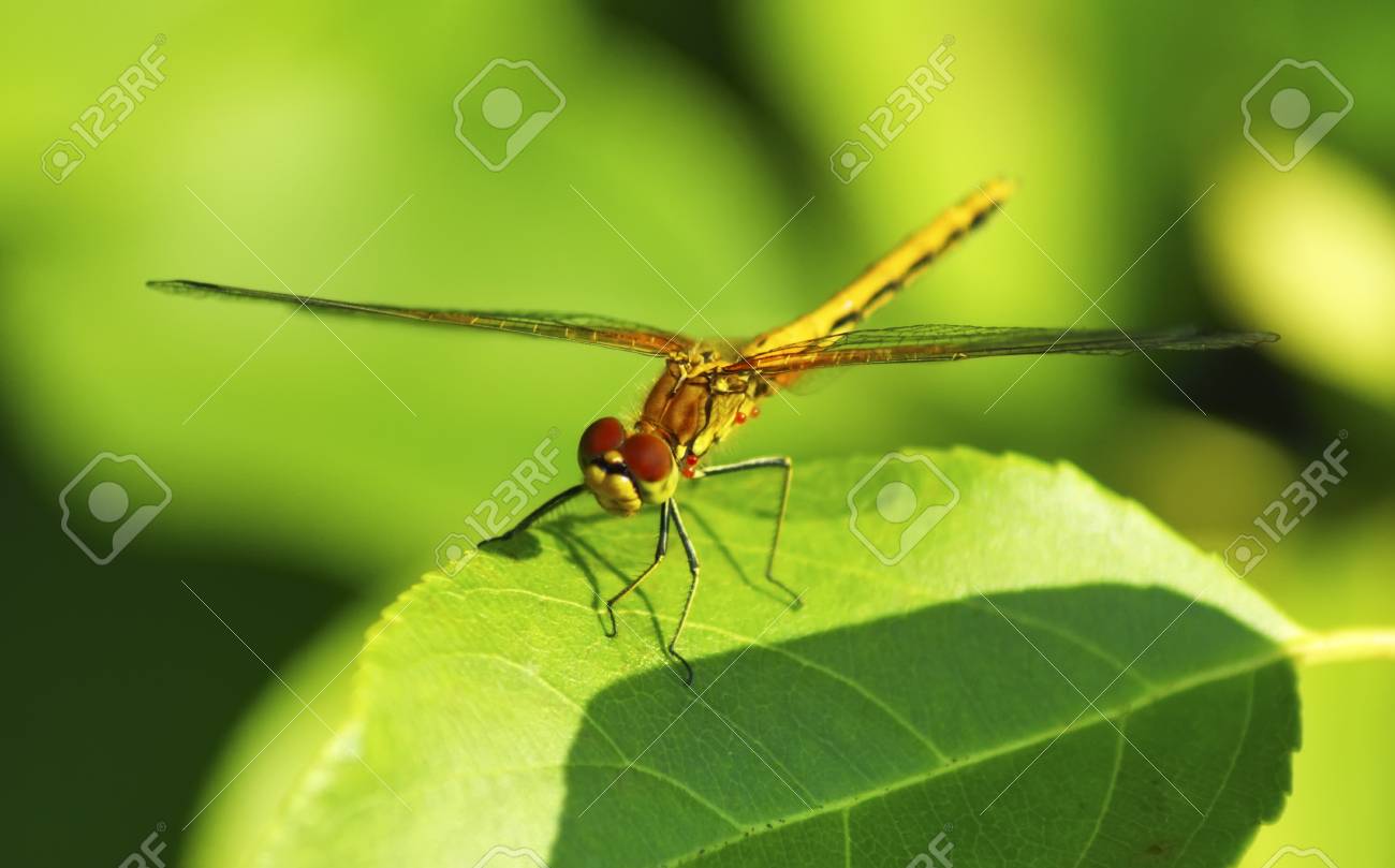 etiam-dictum-ipsum-a-felis