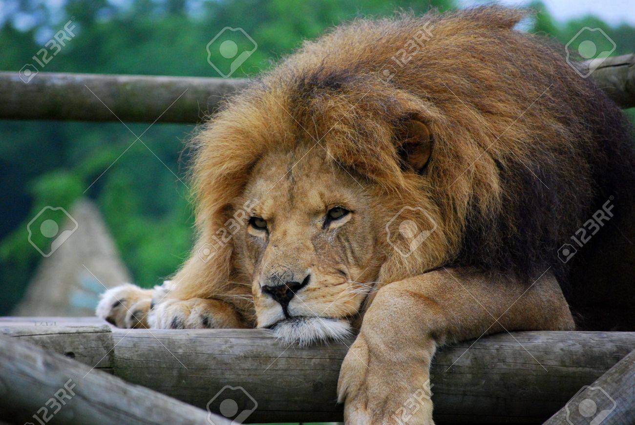 Lazy Lion専用ページ Lazy Lion Stock Photo, Picture and Royalty Free Image. Image 3108069.