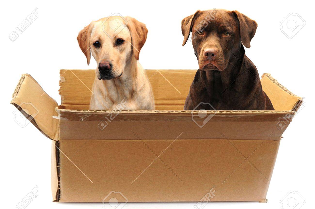 labrador box