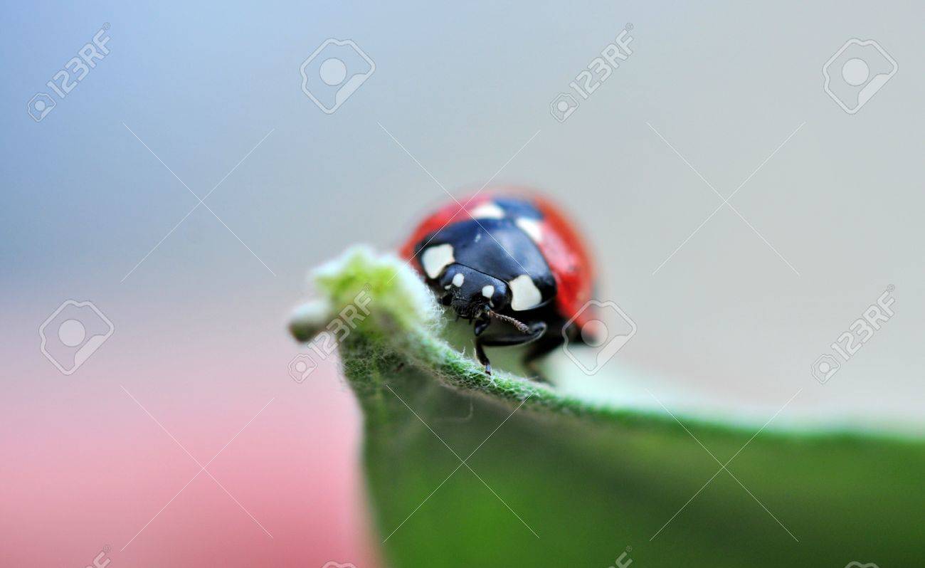 かわいいてんとう虫 の写真素材 画像素材 Image