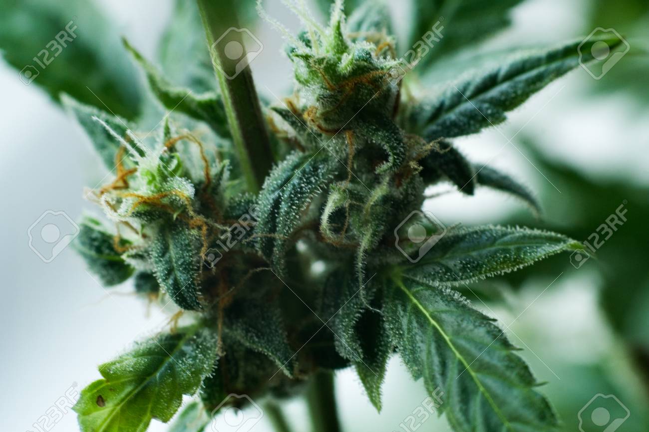 cannabis flower before harvest cone weed stock photo picture and