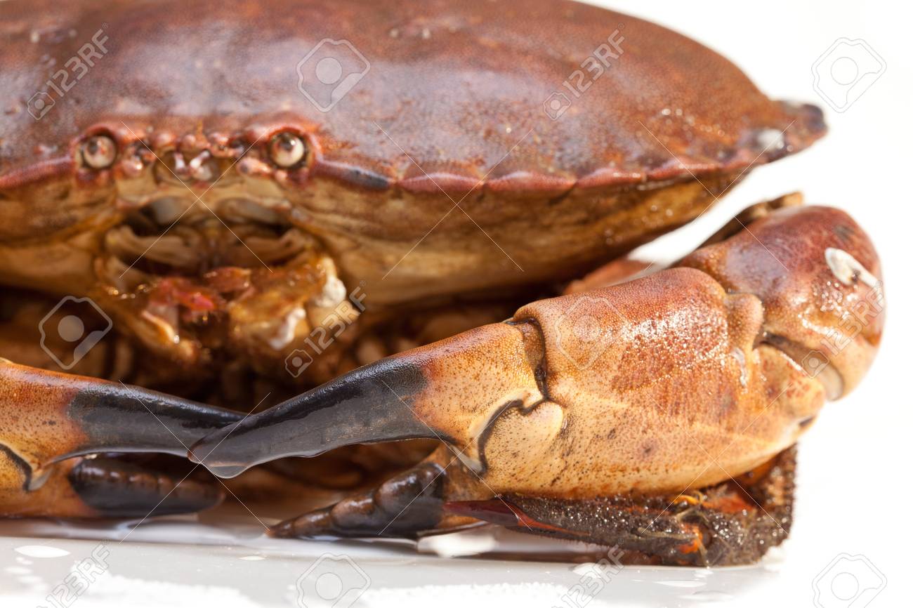 新鮮な生食用ブラウン海カニとしても知られている白い背景に分離されたがんホンヤドカリ の写真素材 画像素材 Image