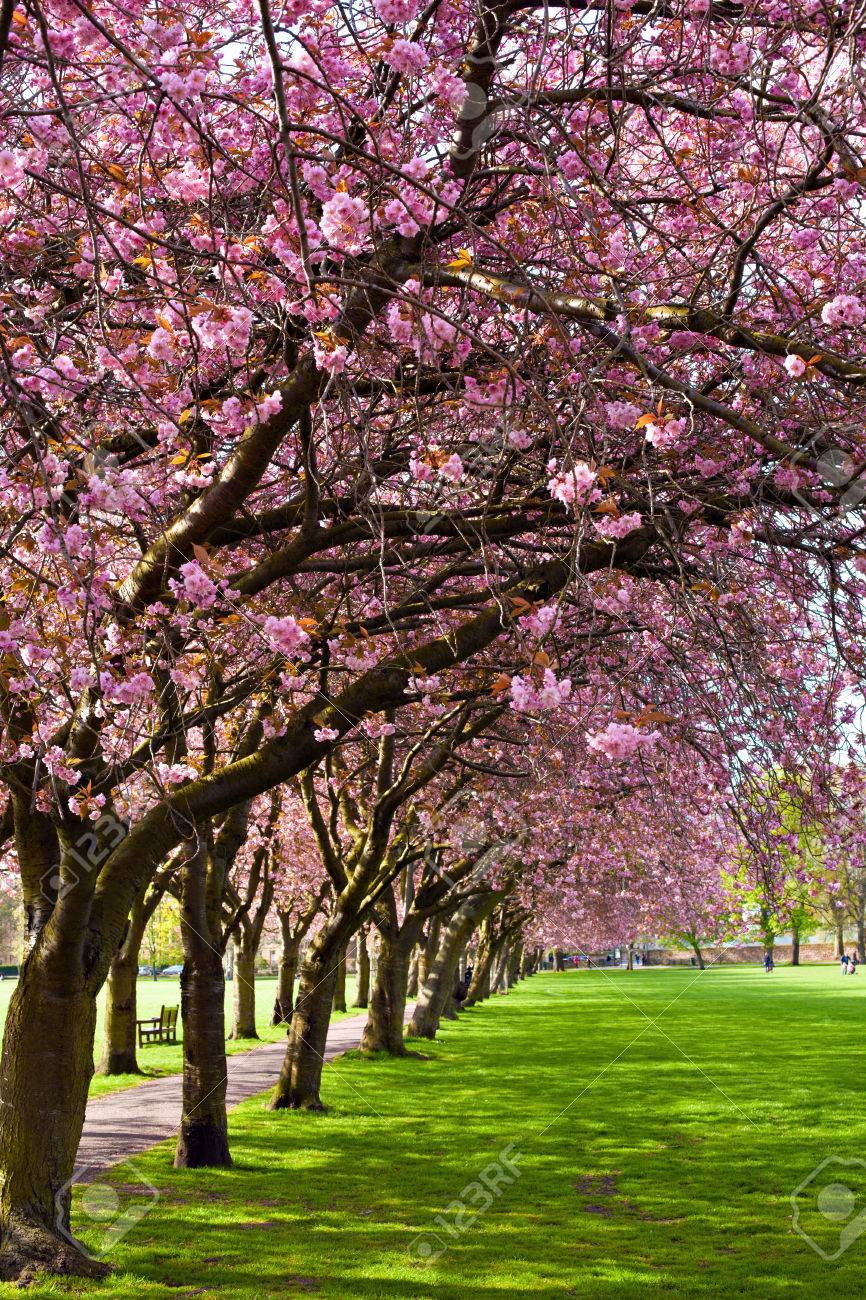 草原公園 エジンバラで開花梅の木と緑の芝生 の写真素材 画像素材 Image