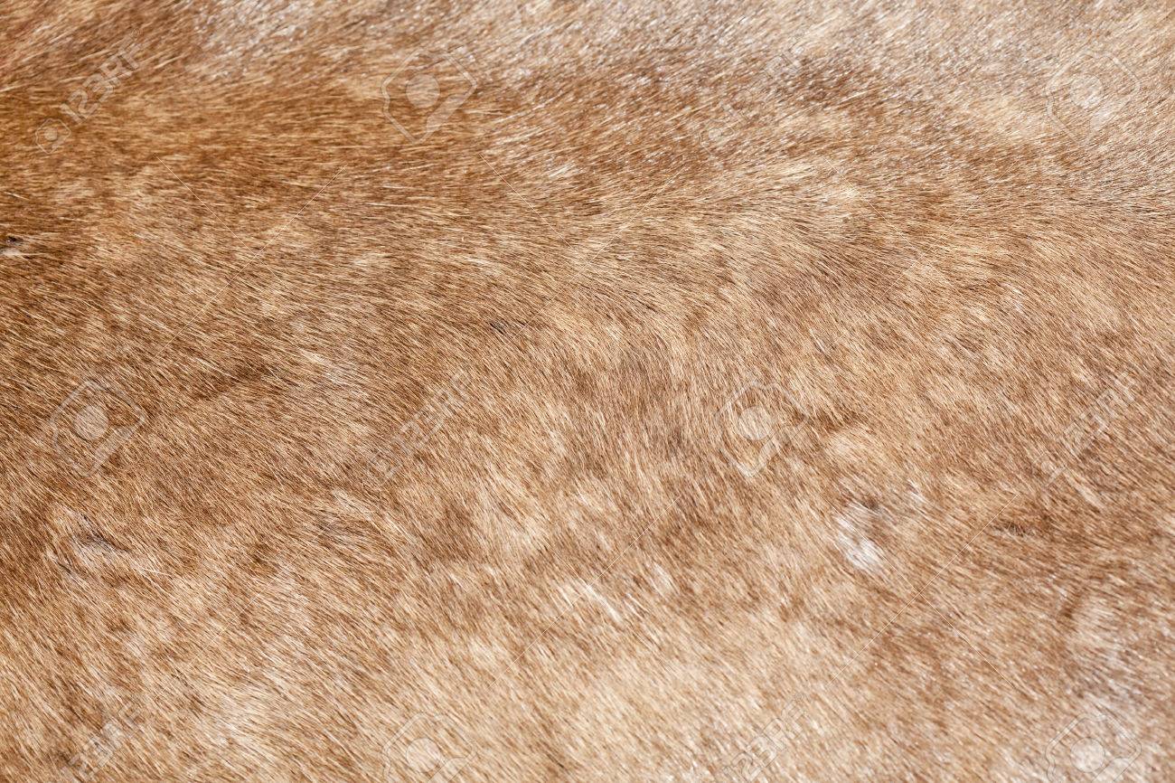 野生動物が微細な毛テクスチャを終了 の写真素材 画像素材 Image