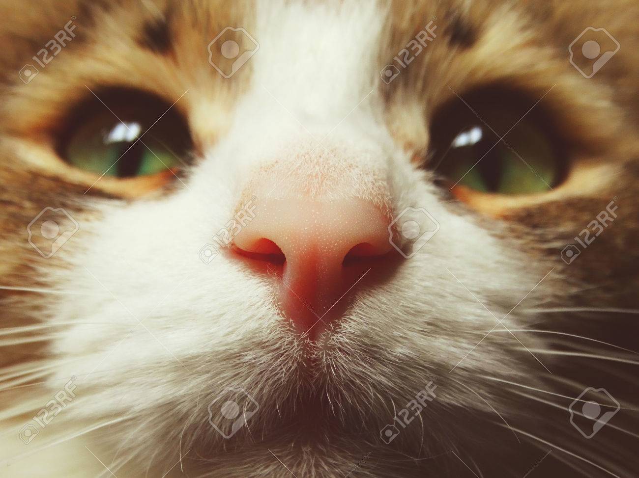 Pink Cat's Nose Animal Pussy Pet Macro Smell Scent Stock Photo, Picture and  Royalty Free Image. Image 71957045.