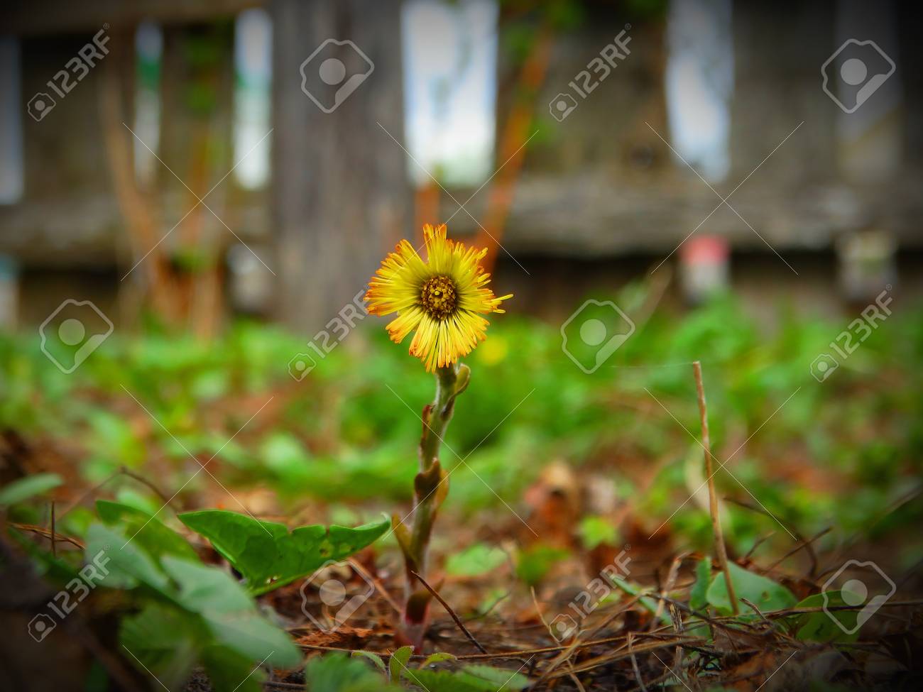 summer outdoor backgrounds peaceful spring first flowers in the garden tussilago nature season summer outdoor natural macro wallpaper backgrounds landscape first flowers in the garden nature season summer summer outdoor backgrounds peaceful spring first flowers in the garden tussilago nature season summer outdoor natural macro wallpaper backgrounds landscape first flowers in the garden nature season summer