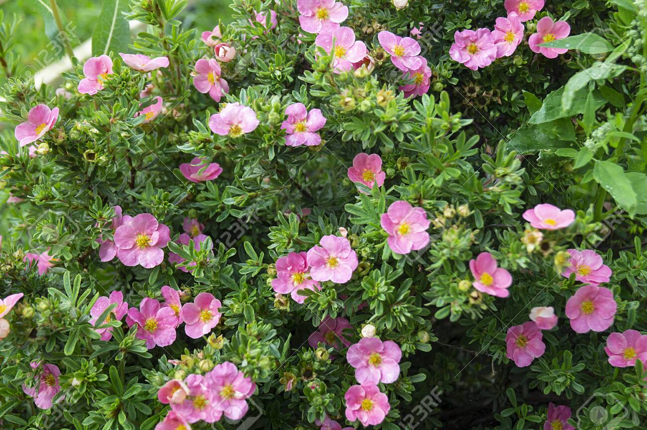 Potentilla Fruticosa In Year Garden On Background Green Sheet Stock Photo Picture And Royalty Free Image Image 129068878