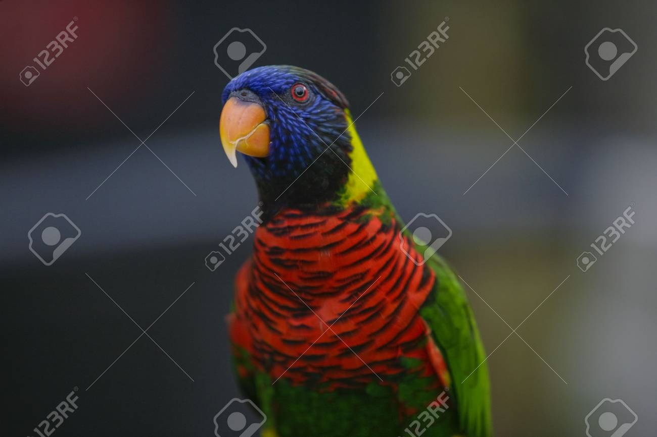 etiam-dictum-ipsum-a-felis