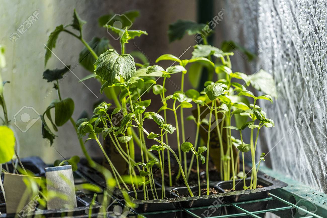 Cultivant Plantules Dans Une Serre Intérieur Banque D\'Images Et ... Cultivant Plantules Dans Une Serre Intérieur Banque D\'Images Et ...