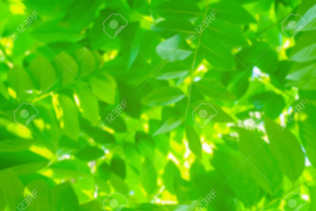 blurred leaf lush green for background, the leaves blur, foliage tree background blur - 169068099 blurred leaf lush green for background, the leaves blur, foliage tree background blur - 169068099