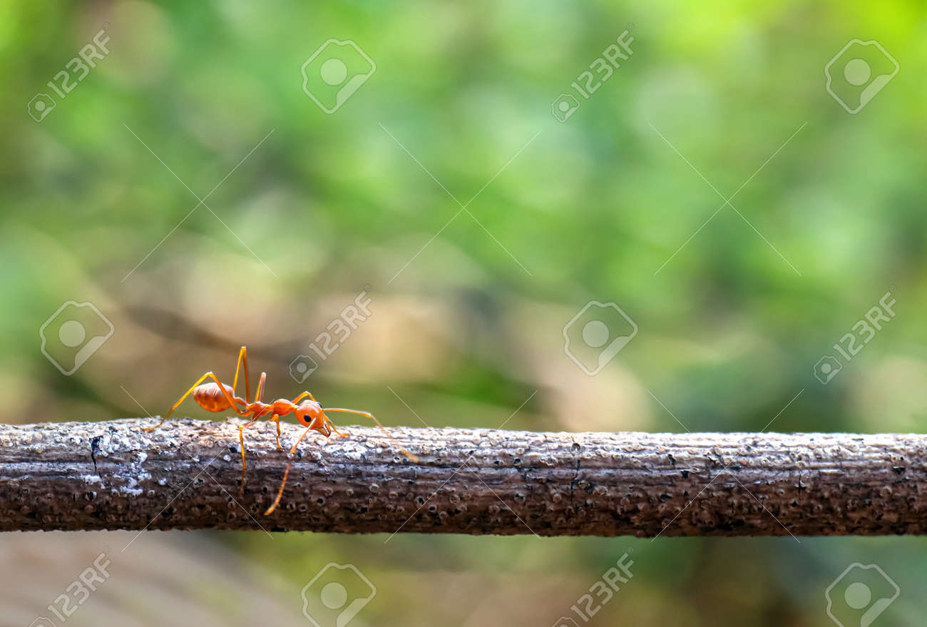 ant, red ant walking on the branch bridge horizontal - 169183403 ant, red ant walking on the branch bridge horizontal - 169183403