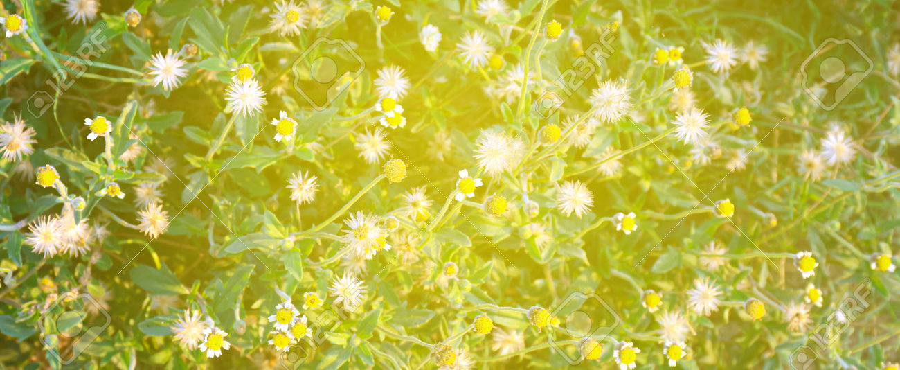 grass flower with sunlight morning time, wildflower for background - 169183407 grass flower with sunlight morning time, wildflower for background - 169183407