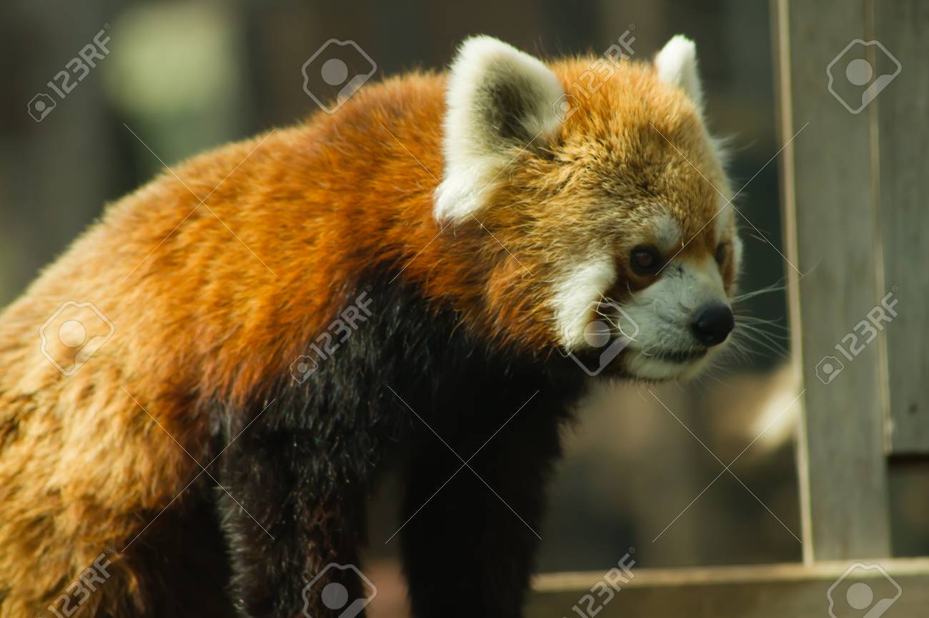 動物園野外風景のレッサーパンダ の写真素材 画像素材 Image