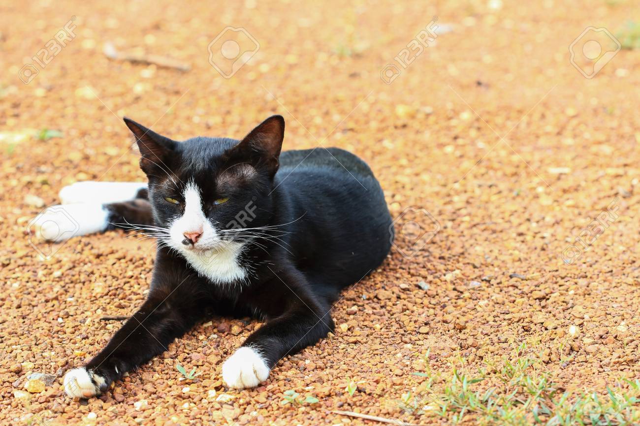 Chat Noir Noir Avec Le Nez Blanc Couche Sur Le Sol Banque D Images Et Photos Libres De Droits Image