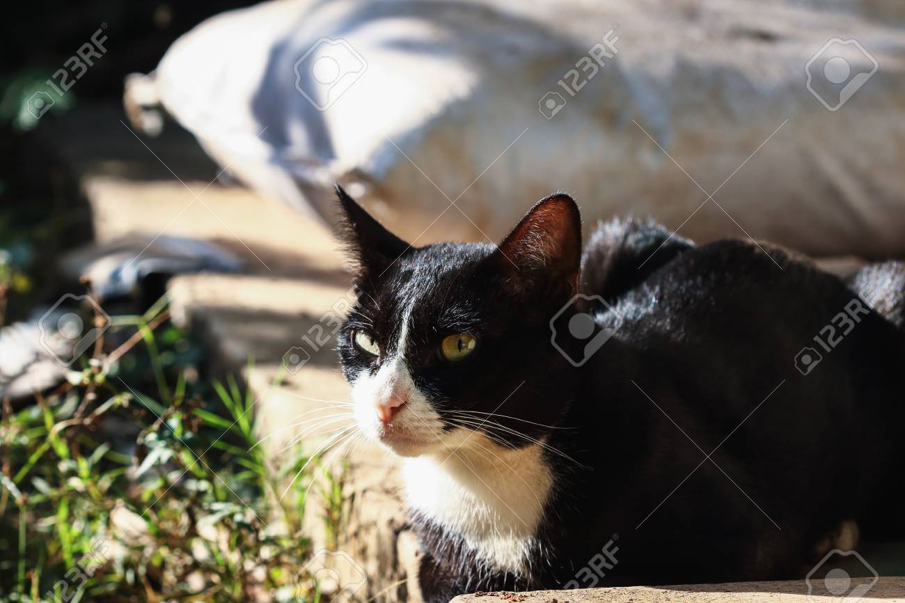 Chat Noir Noir Avec Le Nez Blanc Couche Sur Le Sol Banque D Images Et Photos Libres De Droits Image