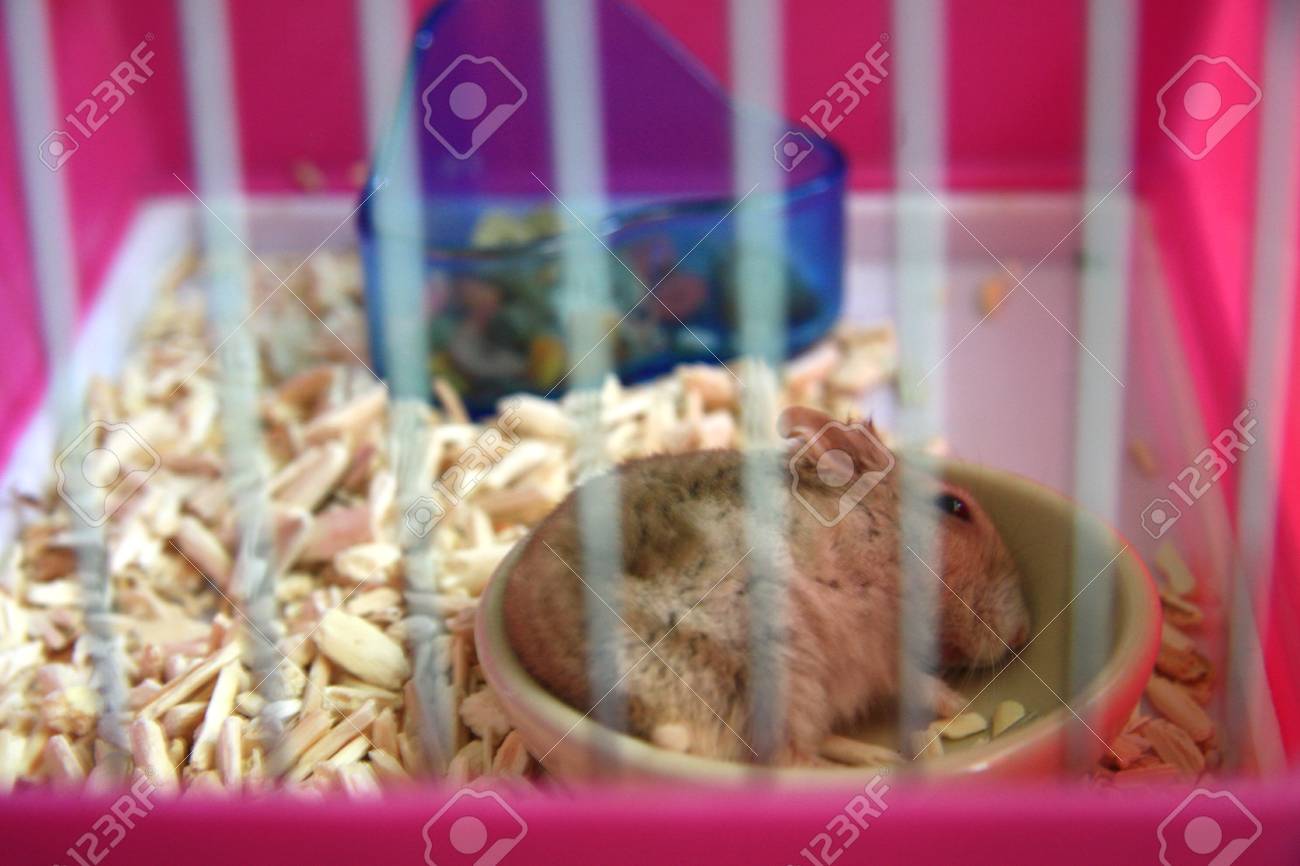 ハムスター可愛い の写真素材 画像素材 Image