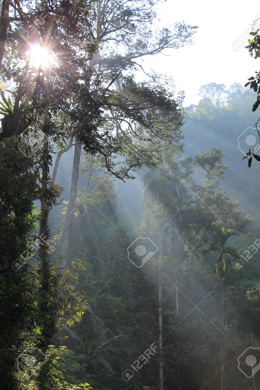 Morning Light >> Morning Light In Jungle Tropicana Stock Photo Picture And Royalty Morning Light >> Morning Light In Jungle Tropicana Stock Photo Picture And Royalty