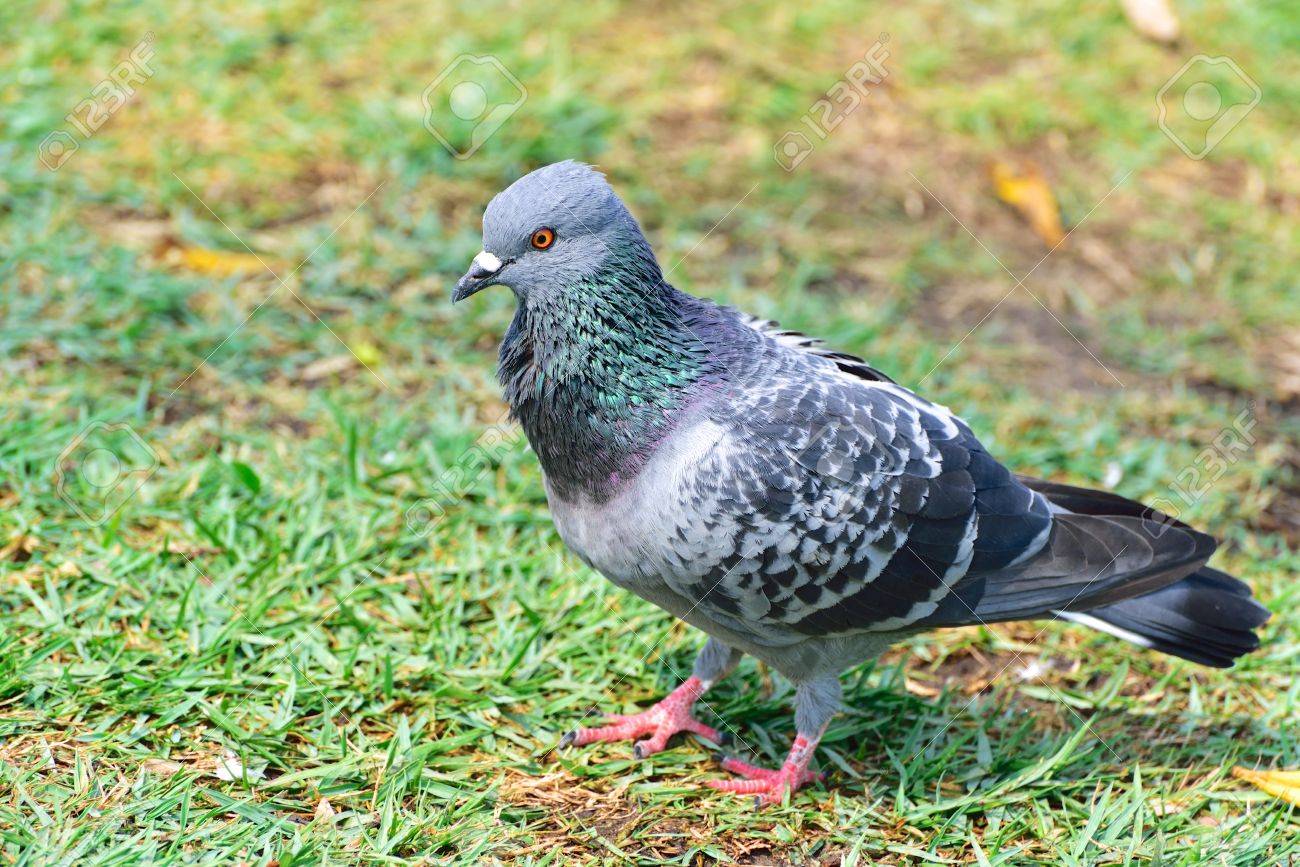 野生のカワラバトは緑の草原に立っているを鳩 の写真素材 画像素材 Image