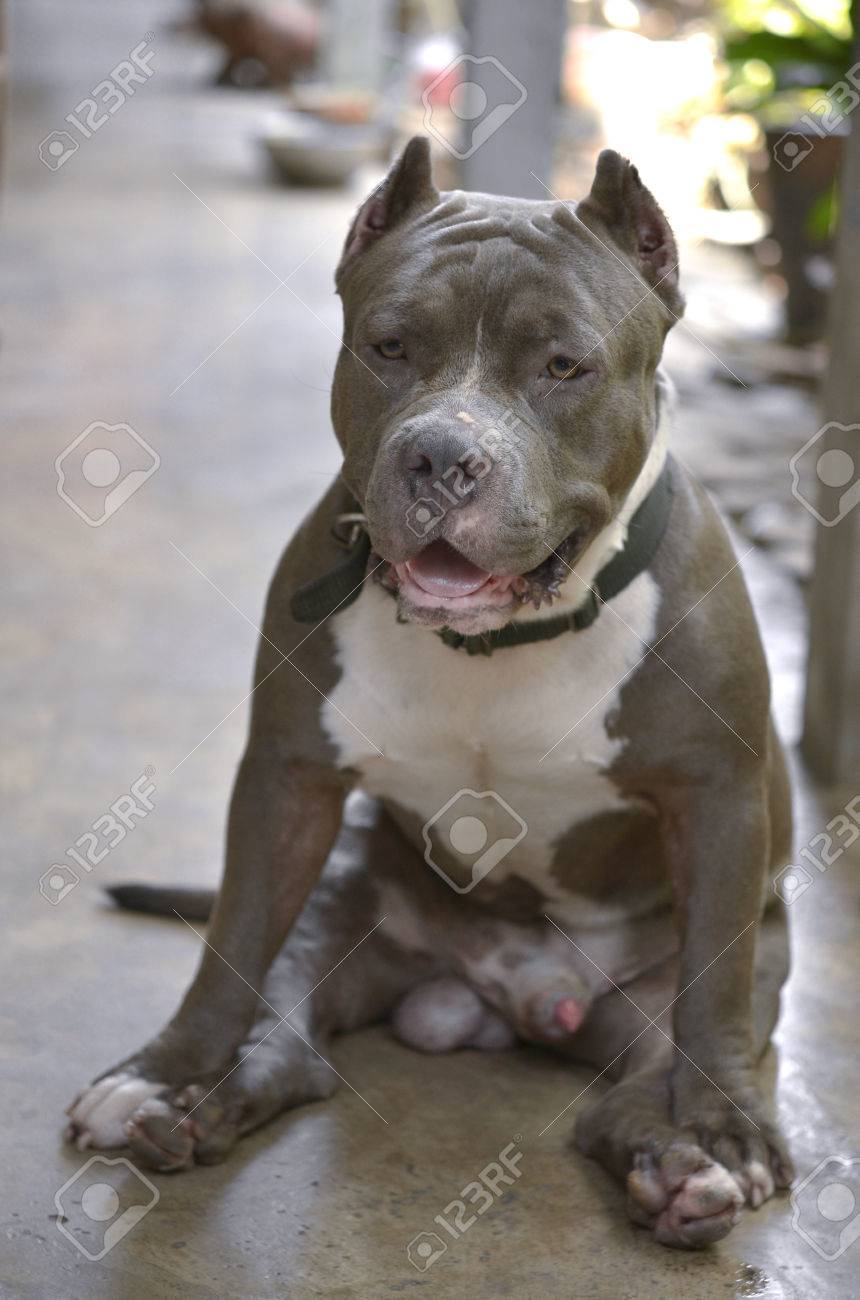 american pitbull dog stock