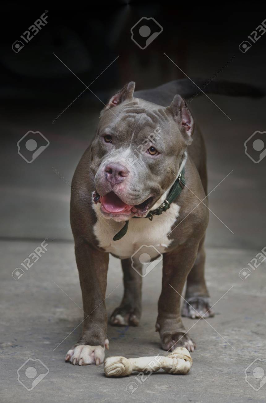 american pitbull dog banco