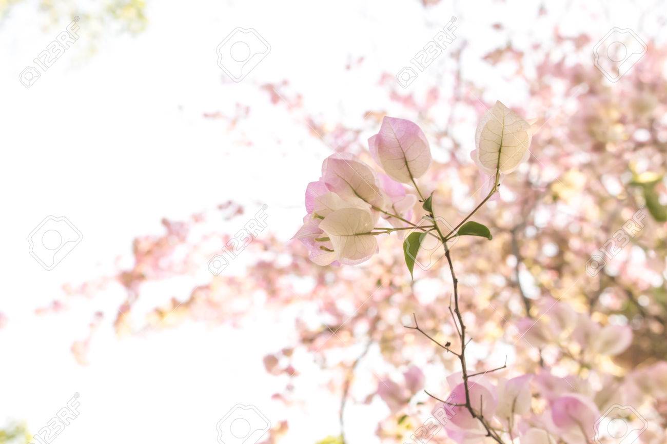 Fleurs Rose Pale Avec Flou Pale Fleurs Roses Fond Banque D Images Et Photos Libres De Droits Image