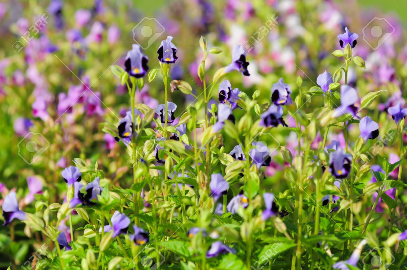 etiam-dictum-ipsum-a-felis