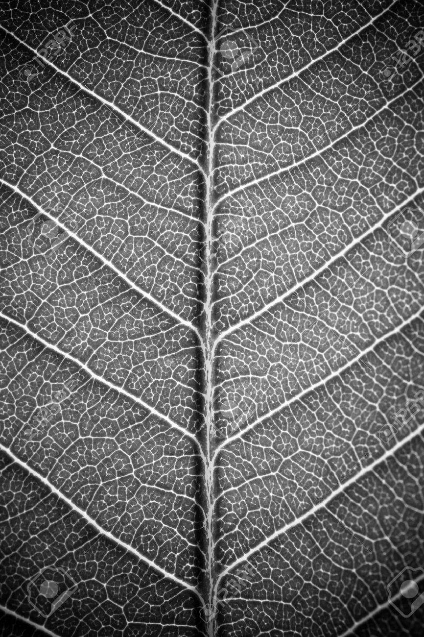 Leaf texture white black and white effect