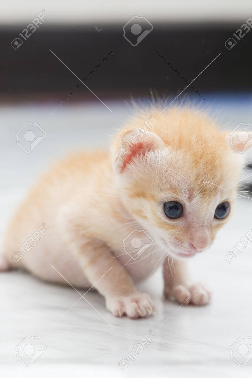 代用乳とミルクの孤立した子猫の餌 の写真素材 画像素材 Image 代用乳とミルクの孤立した子猫の餌 の写真素材 画像素材 Image
