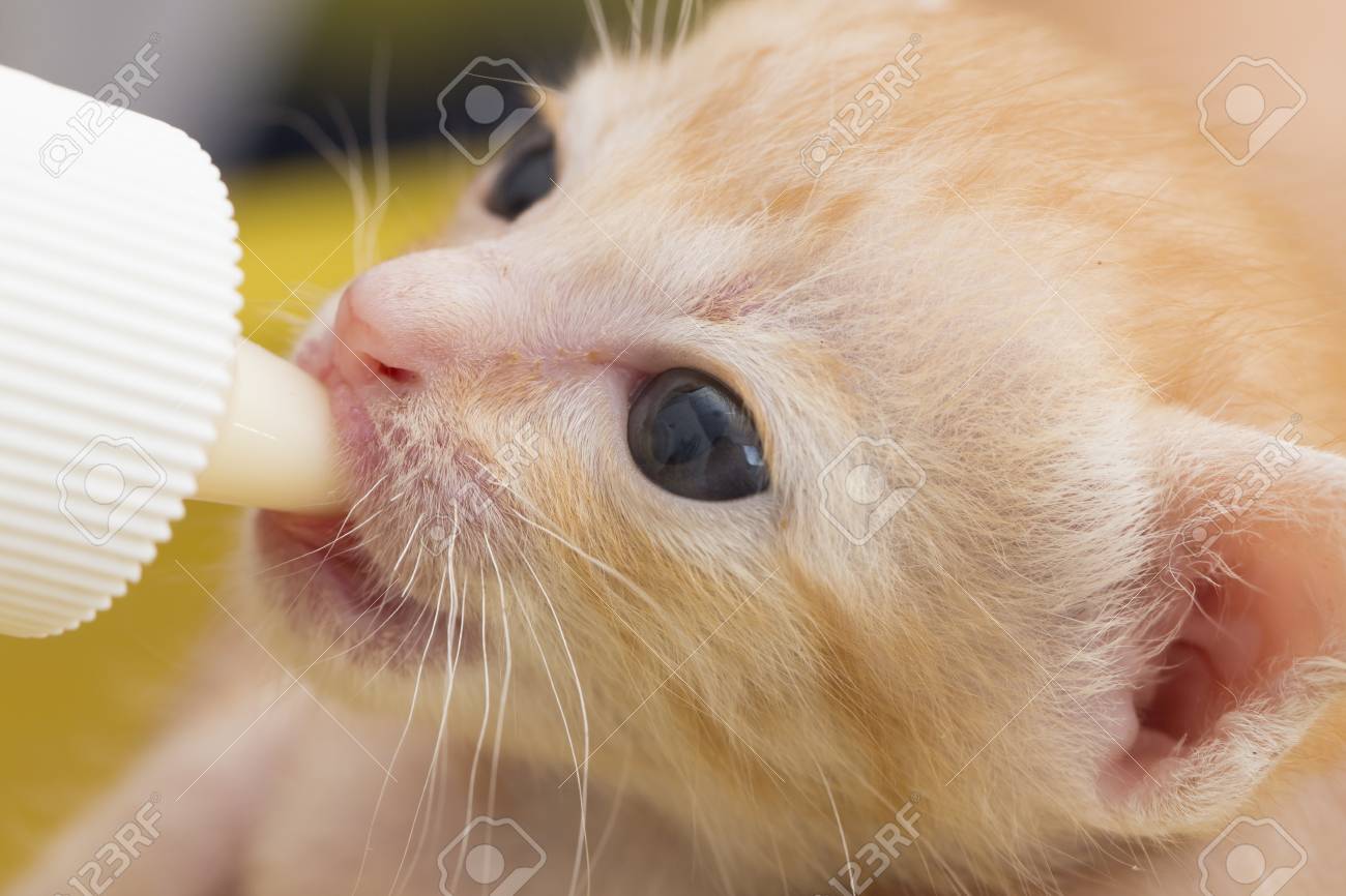 代用乳とミルクの孤立した子猫の餌 の写真素材 画像素材 Image 5929 代用乳とミルクの孤立した子猫の餌 の写真素材 画像素材 Image 5929
