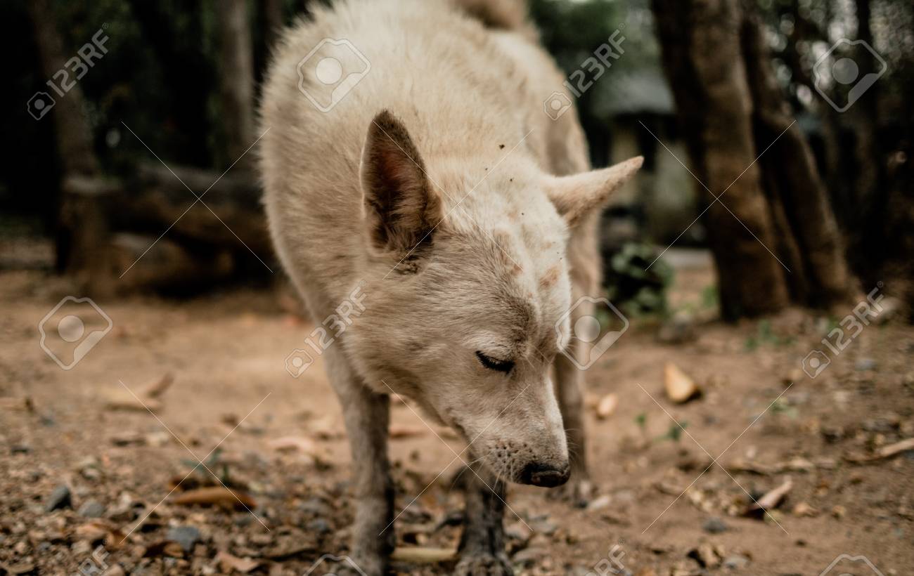 etiam-dictum-ipsum-a-felis