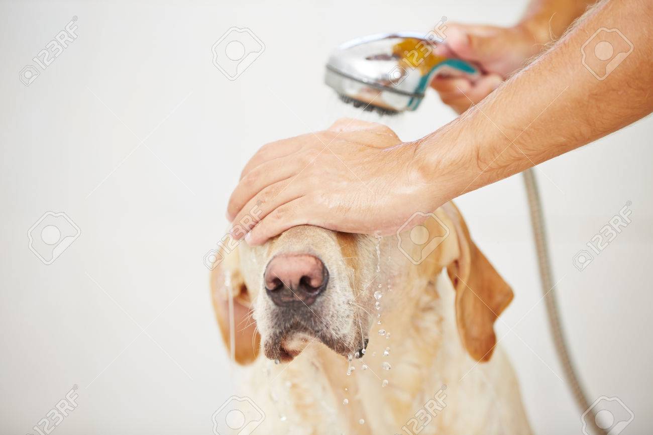 Labrador Retriever Is Taking A Shower At Home Stock Photo Labrador Retriever Is Taking A Shower At Home Stock Photo