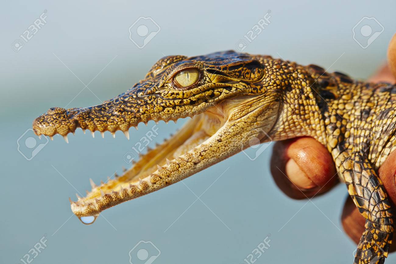 男は スリランカで赤ちゃんワニを保持しています の写真素材 画像素材 Image