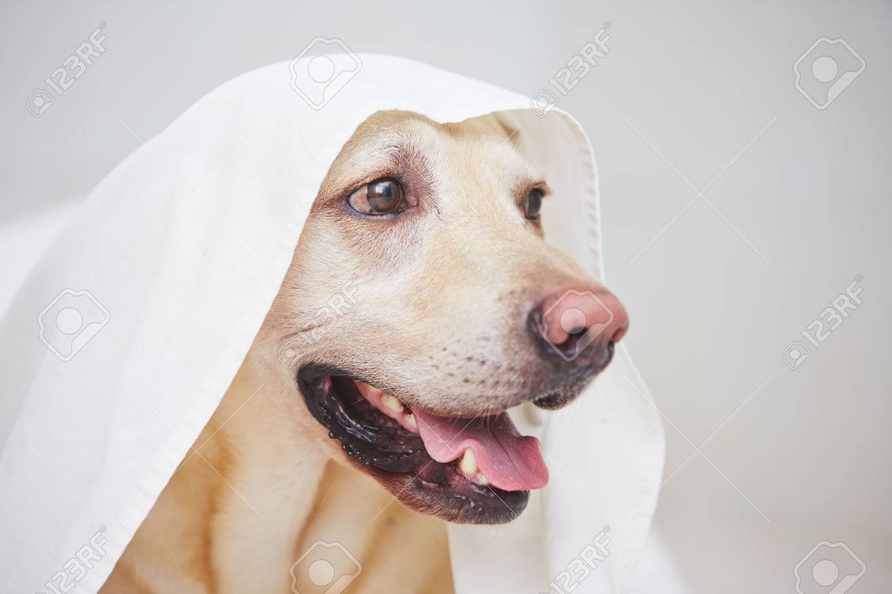 labrador retriever is playing with white bed sheet stock photo labrador bed sheets