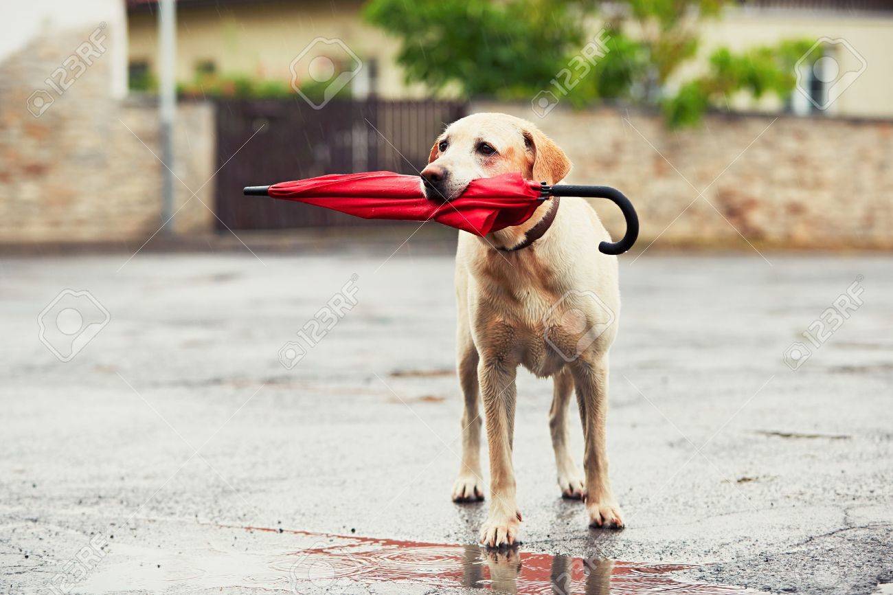 https://previews.123rf.com/images/chalabala/chalabala1607/chalabala160700034/60863498-chien-ob%C3%A9issant-%C3%A0-jour-de-pluie-adorable-labrador-retriever-tient-parapluie-rouge-dans-la-bouche-et-en-a.jpg