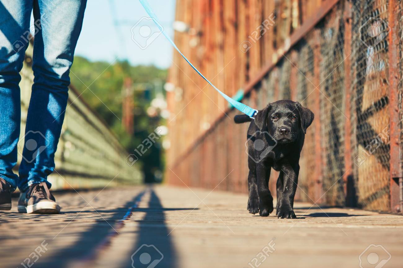 black lab walking