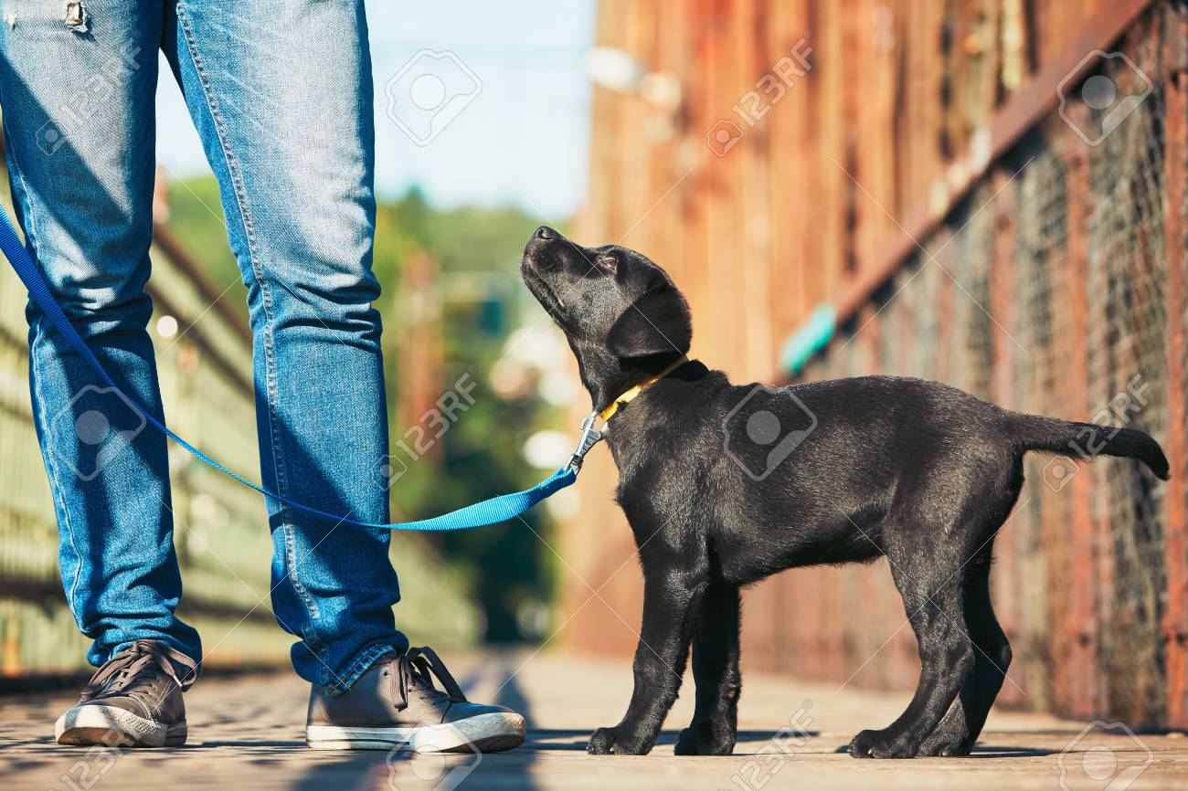 labrador leash