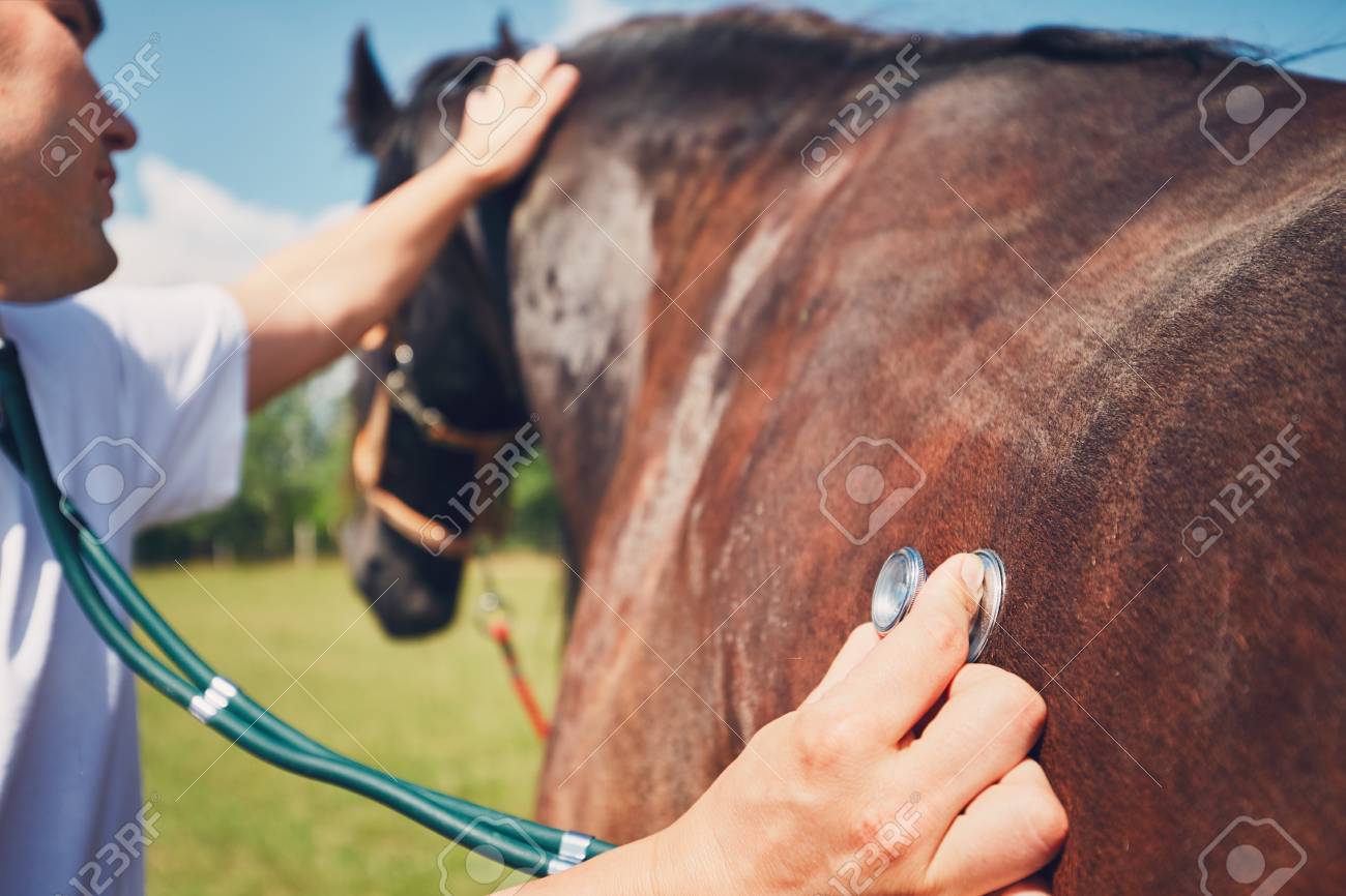 Veterinarian during medical exam (listening to heartbeat and lung) of the horse. - 81854665 Veterinarian during medical exam (listening to heartbeat and lung) of the horse. - 81854665