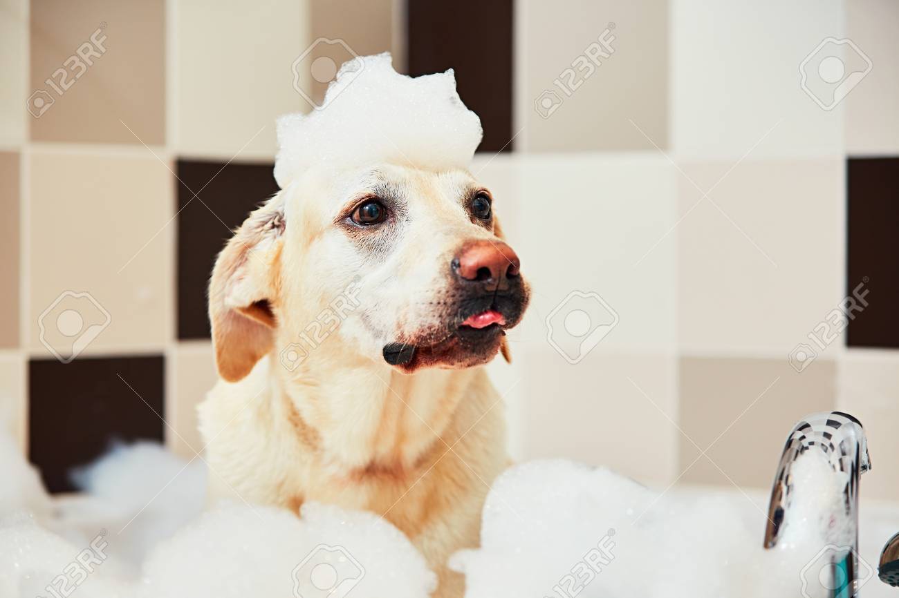 Bathing of the yellow labrador retriever. Happiness dog taking a bubble bath. - 81888132 Bathing of the yellow labrador retriever. Happiness dog taking a bubble bath. - 81888132