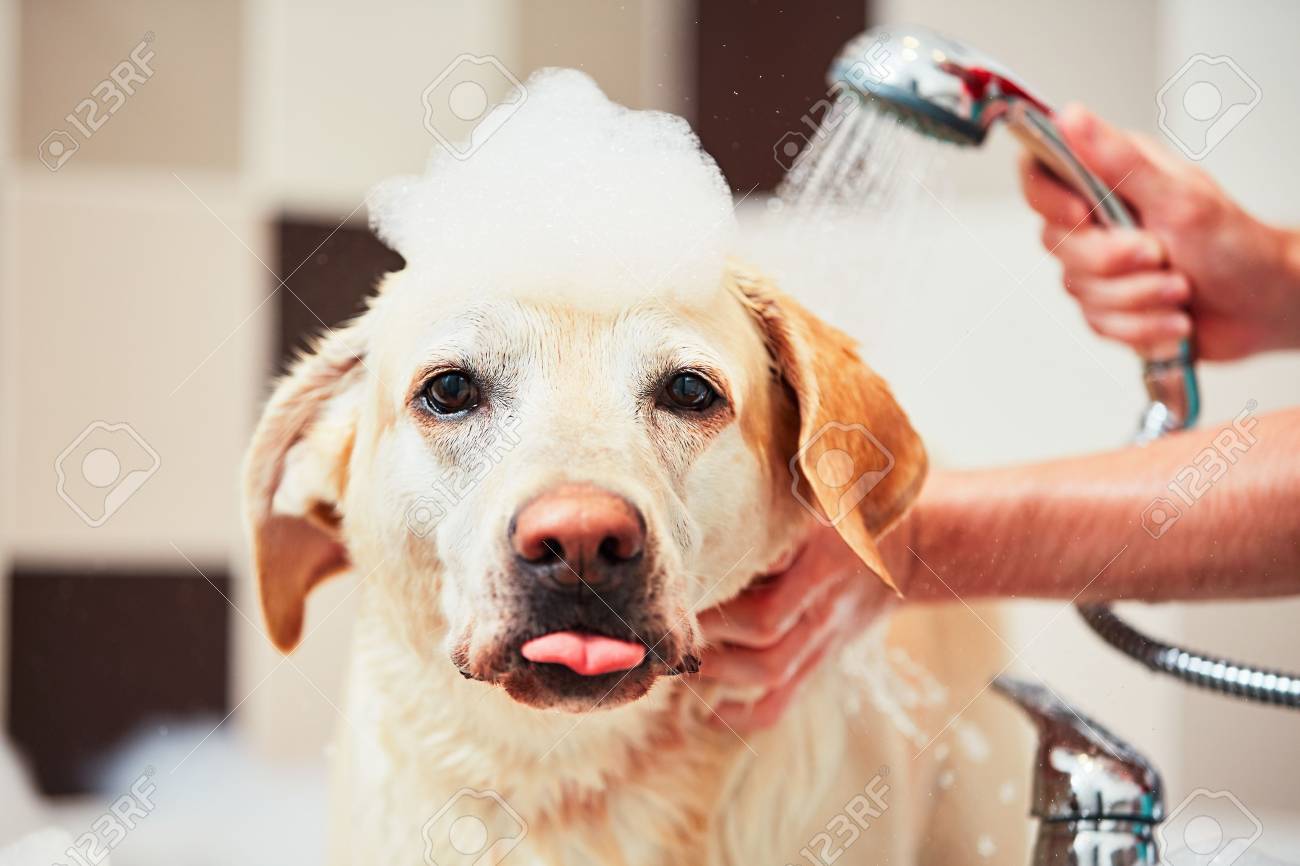 Bathing of the yellow labrador retriever. Happiness dog taking a bubble bath. - 82395436 Bathing of the yellow labrador retriever. Happiness dog taking a bubble bath. - 82395436