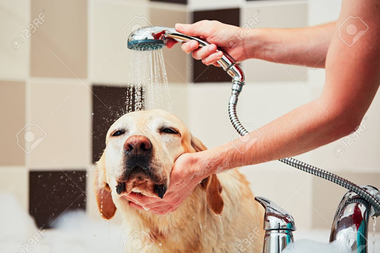 Bathing of the yellow labrador retriever. Happiness dog taking a bath. - 82095648 Bathing of the yellow labrador retriever. Happiness dog taking a bath. - 82095648