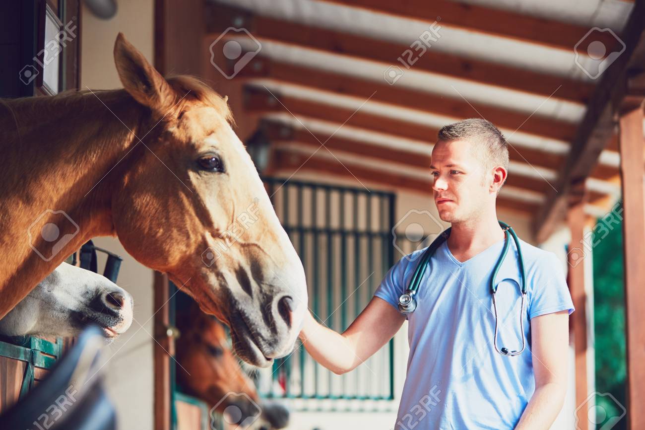 Veterinary medicine at the farm. Veterinarian during medical exam of the horses in the stable. - 83875705 Veterinary medicine at the farm. Veterinarian during medical exam of the horses in the stable. - 83875705
