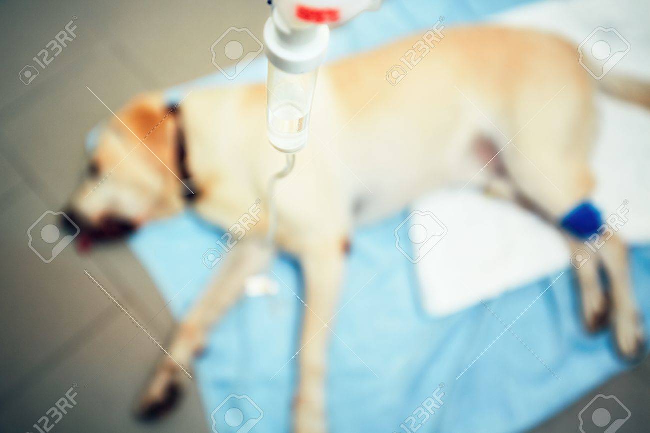 Labrador retriever in veterinary clinic. Old ill dog with infusion - 84701984 Labrador retriever in veterinary clinic. Old ill dog with infusion - 84701984