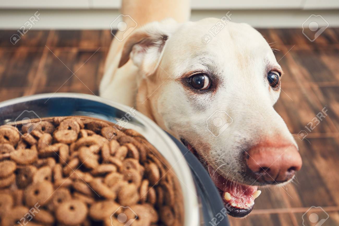 Domestic life with pet. Feeding hungry labrador retriever. The owner gives his dog a bowl of granules. - 94933870 Domestic life with pet. Feeding hungry labrador retriever. The owner gives his dog a bowl of granules. - 94933870