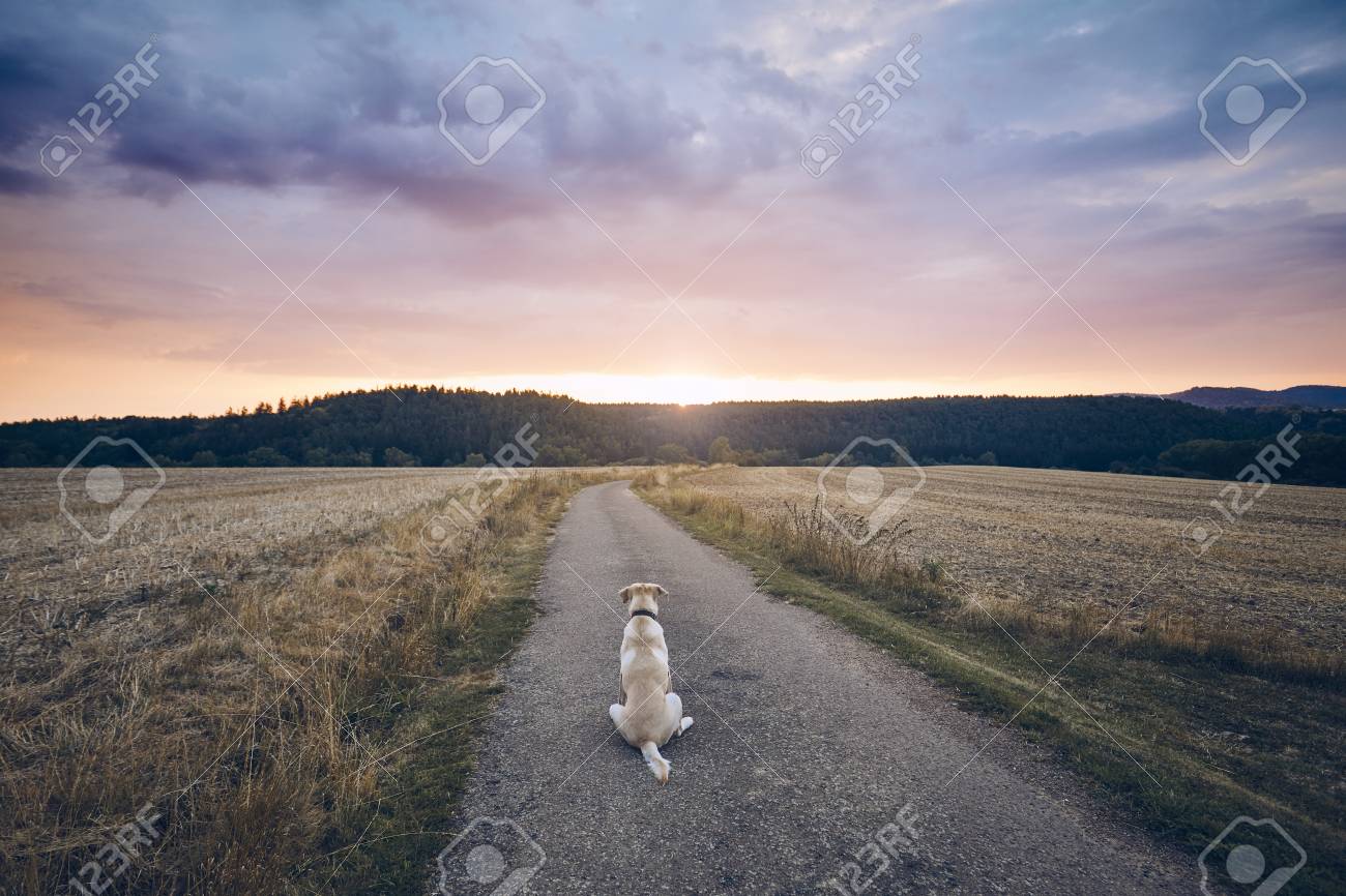 Rear view of the sad dog. Loyal labrador retriever waiting on the rural road at sunset. - 106153332 Rear view of the sad dog. Loyal labrador retriever waiting on the rural road at sunset. - 106153332