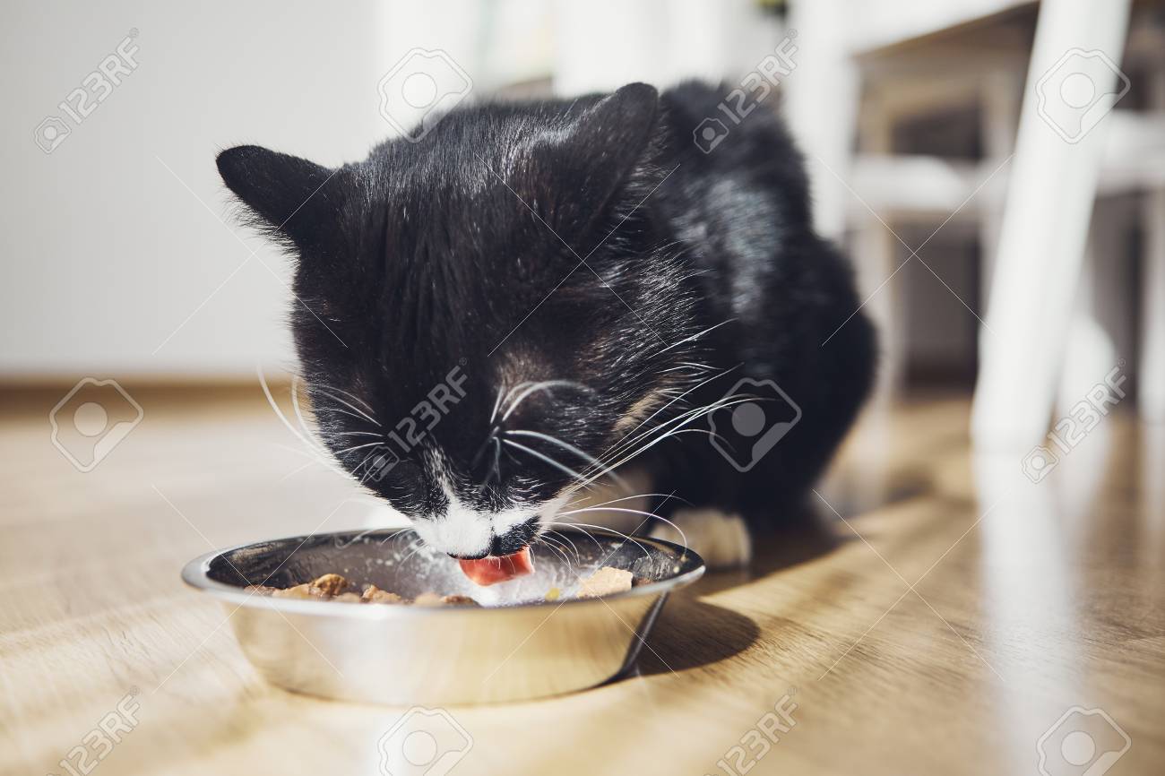 Close-up view of black cat while eating food from bowl at home. - 109459199 Close-up view of black cat while eating food from bowl at home. - 109459199