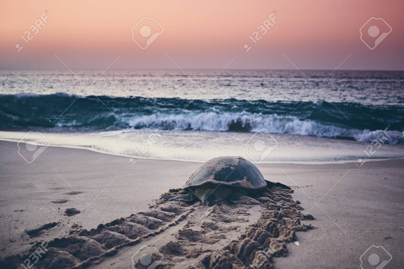 Huge green turtle heading back to ocean. Unique hatching place in Ras Al Jinz, Sultanate of Oman. - 113363455 Huge green turtle heading back to ocean. Unique hatching place in Ras Al Jinz, Sultanate of Oman. - 113363455