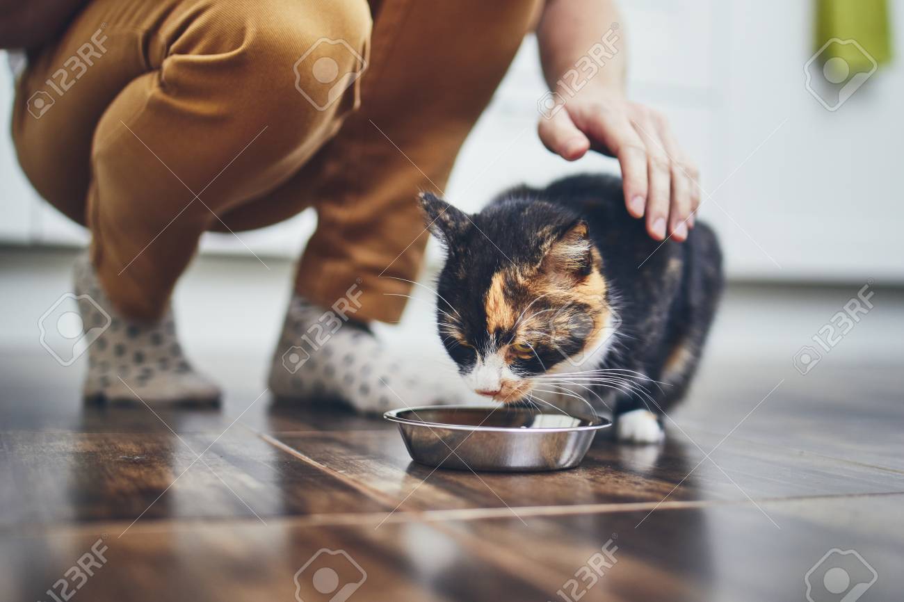Domestic life with pet. Cute cat eating from bowl at home kitchen. - 119803011 Domestic life with pet. Cute cat eating from bowl at home kitchen. - 119803011