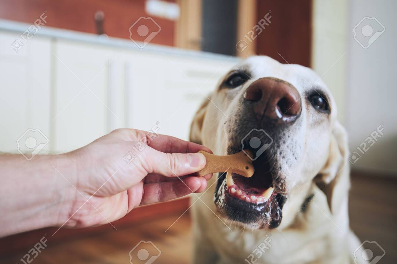 biscuit labrador
