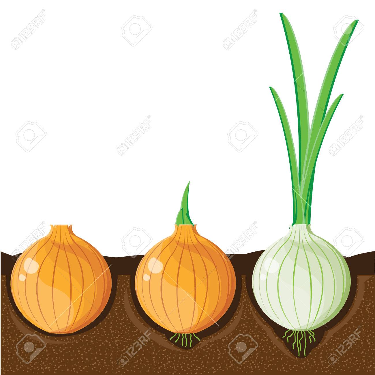 Illustration Onion 2 Royalty Free Cliparts Vectors And Stock Illustration Image